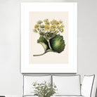 Korikor Drawn By Sarah Featon (1848a¬Ä¬ì1927 by Sarah Featon on GIANT ART - flowers and plants vintage botanical