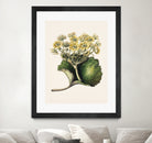 Korikor Drawn By Sarah Featon (1848a¬Ä¬ì1927 by Sarah Featon on GIANT ART - flowers and plants vintage botanical