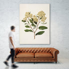 Kumarahou Drawn By Sarah Featon (1848a¬Ä¬ì1927 by Sarah Featon on GIANT ART - flowers and plants vintage botanical