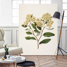 Kumarahou Drawn By Sarah Featon (1848a¬Ä¬ì1927 by Sarah Featon on GIANT ART - flowers and plants vintage botanical