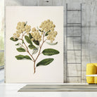 Kumarahou Drawn By Sarah Featon (1848a¬Ä¬ì1927 by Sarah Featon on GIANT ART - flowers and plants vintage botanical