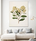 Kumarahou Drawn By Sarah Featon (1848a¬Ä¬ì1927 by Sarah Featon on GIANT ART - flowers and plants vintage botanical