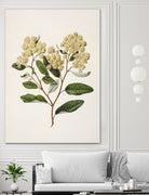 Kumarahou Drawn By Sarah Featon (1848a¬Ä¬ì1927 by Sarah Featon on GIANT ART - flowers and plants vintage botanical