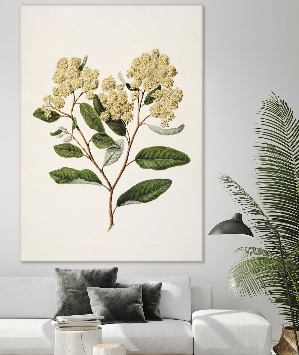 Kumarahou Drawn By Sarah Featon (1848a¬Ä¬ì1927 by Sarah Featon on GIANT ART - flowers and plants vintage botanical