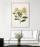 Kumarahou Drawn By Sarah Featon (1848a¬Ä¬ì1927 by Sarah Featon on GIANT ART - flowers and plants vintage botanical