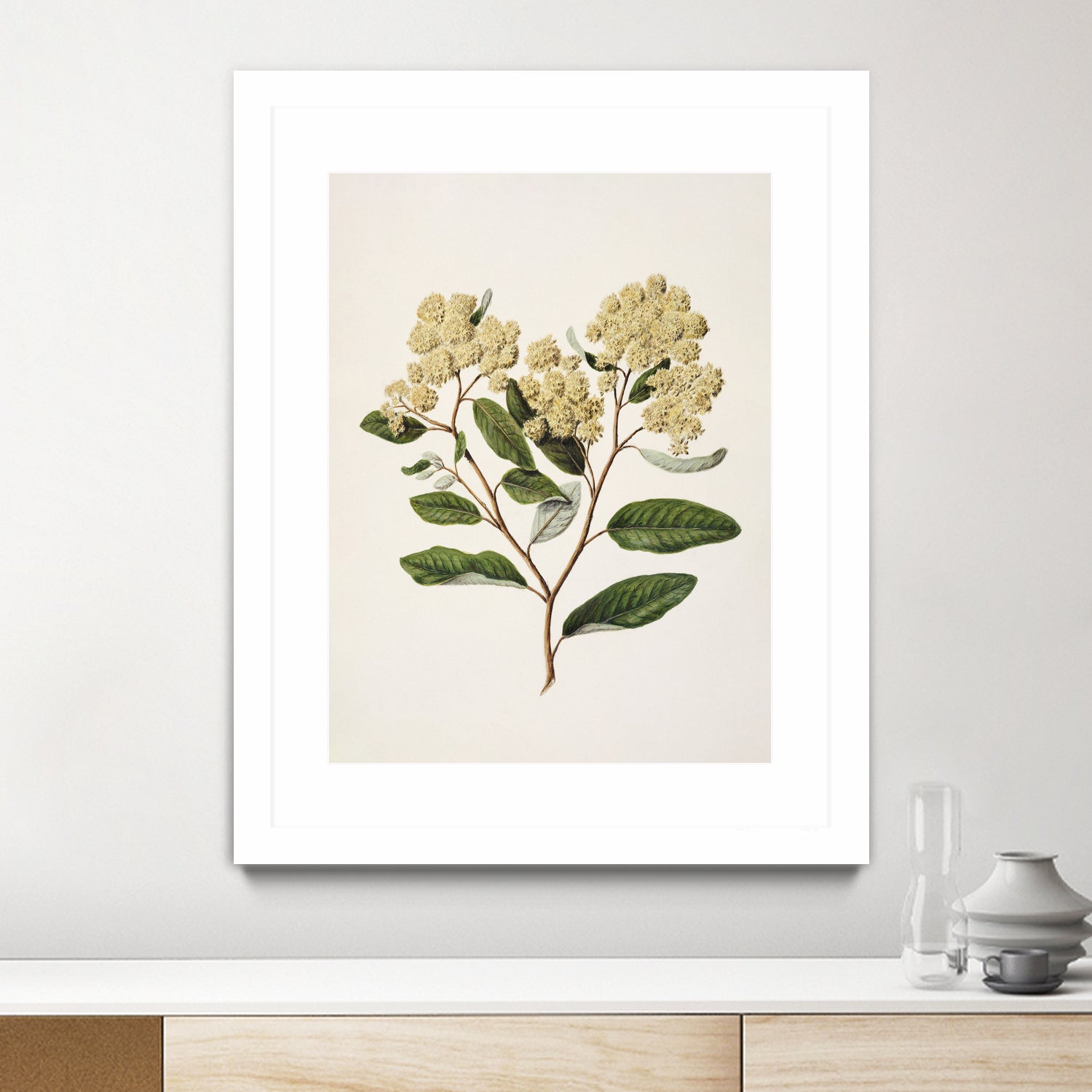 Kumarahou Drawn By Sarah Featon (1848a¬Ä¬ì1927 by Sarah Featon on GIANT ART - flowers and plants vintage botanical