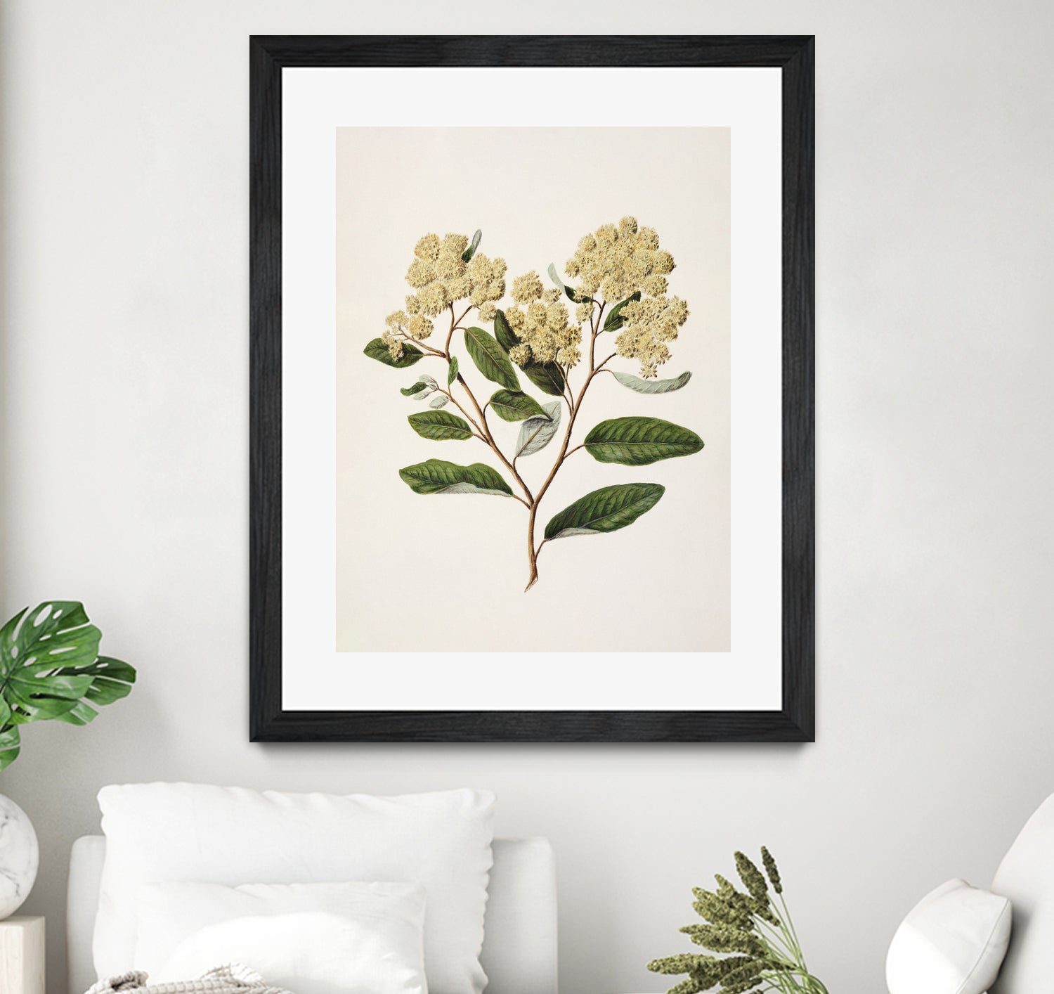 Kumarahou Drawn By Sarah Featon (1848a¬Ä¬ì1927 by Sarah Featon on GIANT ART - flowers and plants vintage botanical