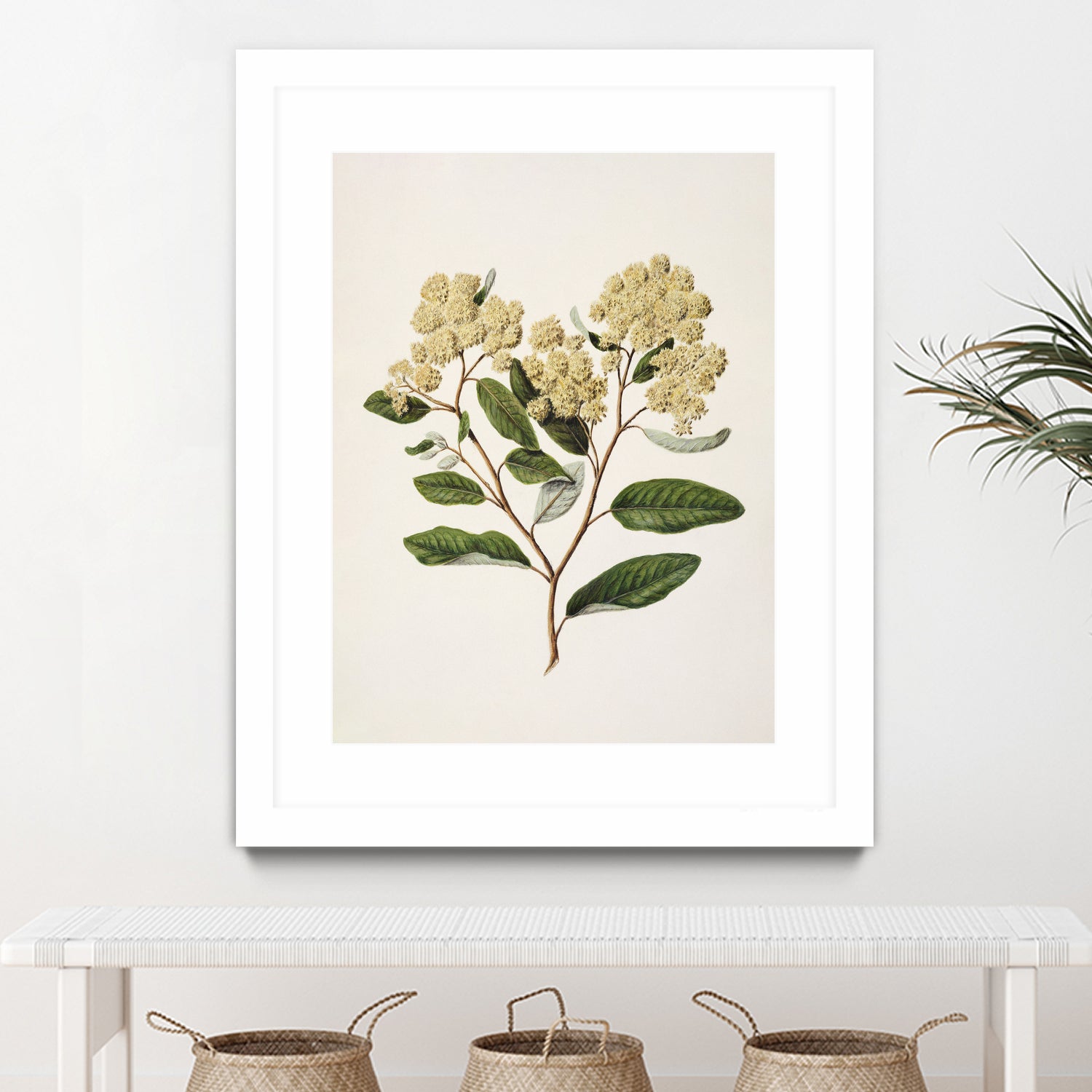 Kumarahou Drawn By Sarah Featon (1848a¬Ä¬ì1927 by Sarah Featon on GIANT ART - flowers and plants vintage botanical