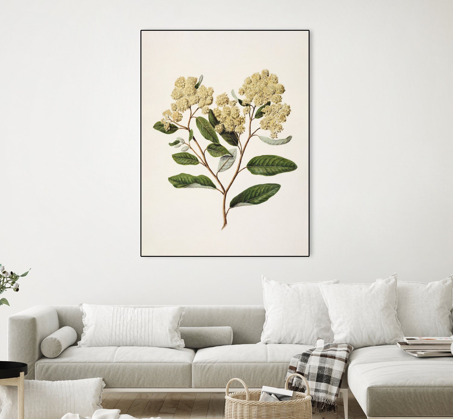 Kumarahou Drawn By Sarah Featon (1848a¬Ä¬ì1927 by Sarah Featon on GIANT ART - flowers and plants vintage botanical