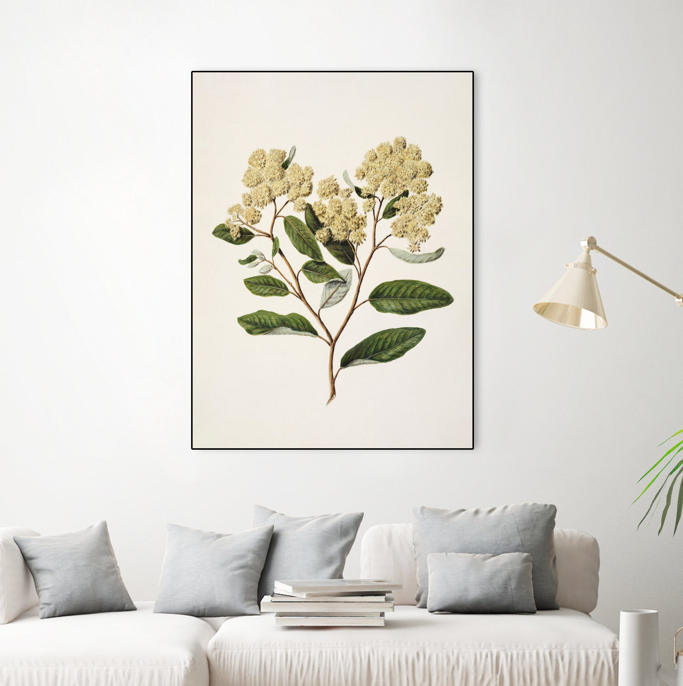 Kumarahou Drawn By Sarah Featon (1848a¬Ä¬ì1927 by Sarah Featon on GIANT ART - flowers and plants vintage botanical