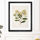 Kumarahou Drawn By Sarah Featon (1848a¬Ä¬ì1927 by Sarah Featon on GIANT ART - flowers and plants vintage botanical