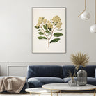 Kumarahou Drawn By Sarah Featon (1848a¬Ä¬ì1927 by Sarah Featon on GIANT ART - flowers and plants vintage botanical