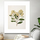 Kumarahou Drawn By Sarah Featon (1848a¬Ä¬ì1927 by Sarah Featon on GIANT ART - flowers and plants vintage botanical