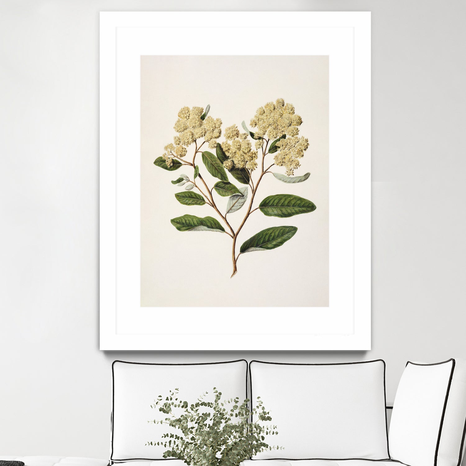 Kumarahou Drawn By Sarah Featon (1848a¬Ä¬ì1927 by Sarah Featon on GIANT ART - flowers and plants vintage botanical