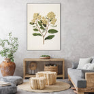 Kumarahou Drawn By Sarah Featon (1848a¬Ä¬ì1927 by Sarah Featon on GIANT ART - flowers and plants vintage botanical