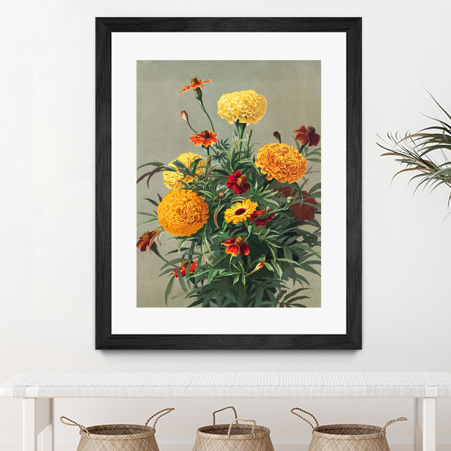 Marigolds by Ellen Thayer Fisher on GIANT ART - illustration ellen thayer fisher