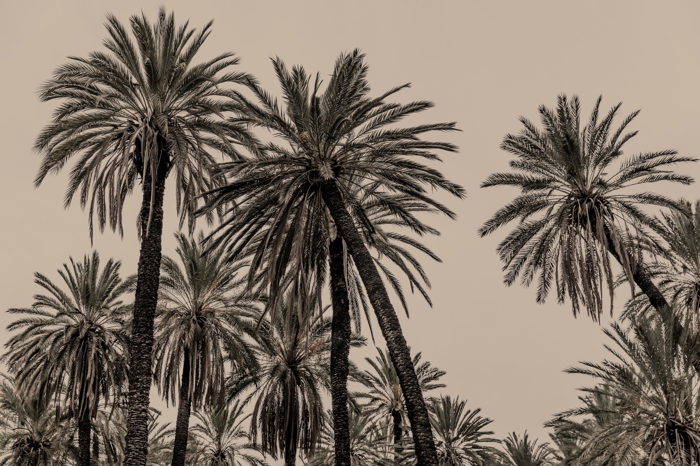Sicilian Memories 15 by Mareike Bohmer on GIANT ART -  palm