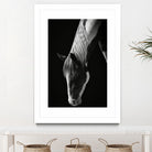 Quiet Strength by Frank Ma on GIANT ART - horse photography horse