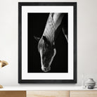 Quiet Strength by Frank Ma on GIANT ART - horse photography horse