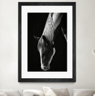 Quiet Strength by Frank Ma on GIANT ART - horse photography horse