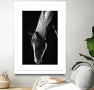 Quiet Strength by Frank Ma on GIANT ART - horse photography horse