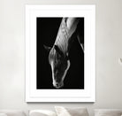 Quiet Strength by Frank Ma on GIANT ART - horse photography horse