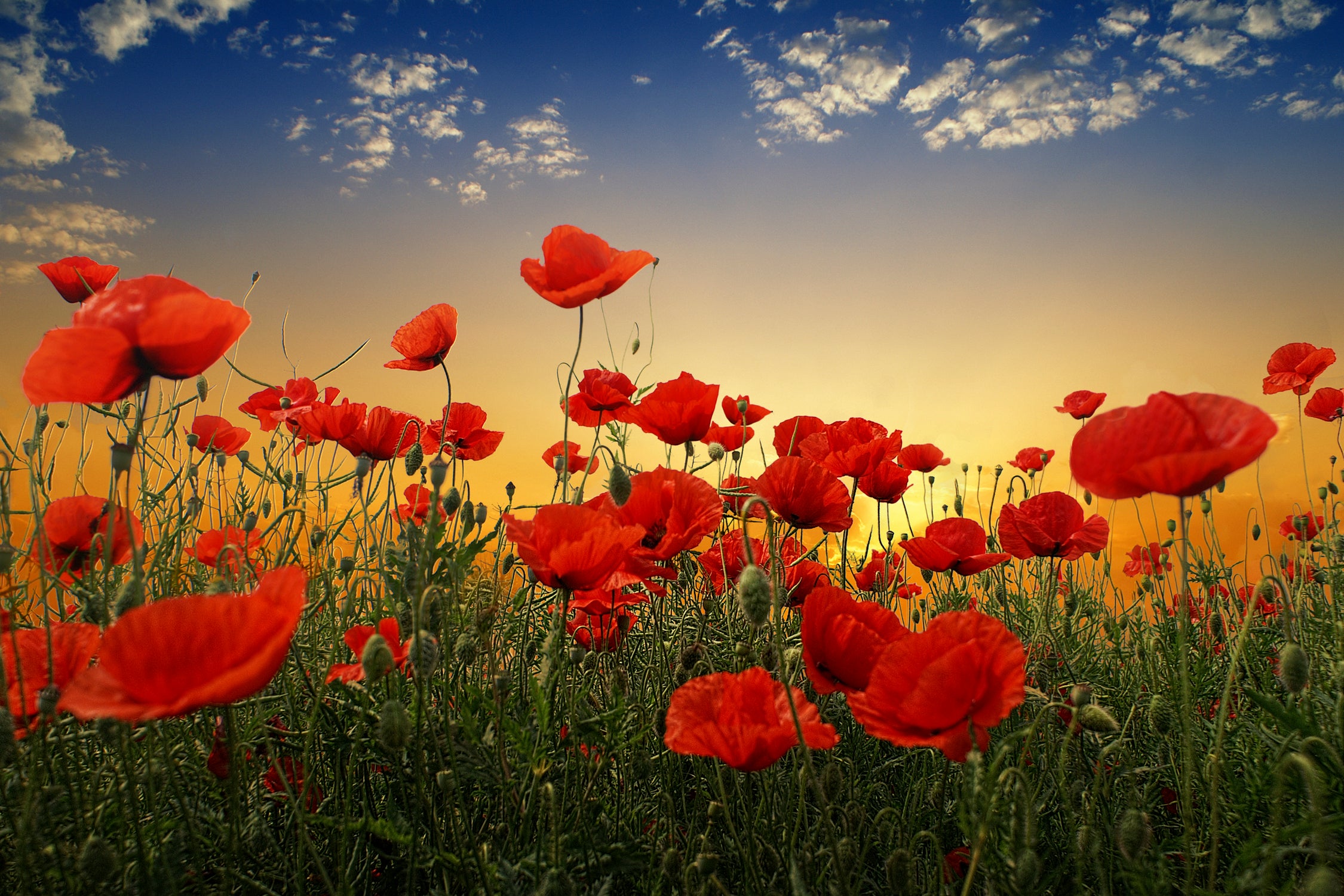 Poppies by Albena Markova on GIANT ART - poppy landscape poppy