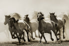 Horse by Heidi on GIANT ART - wildlife horses