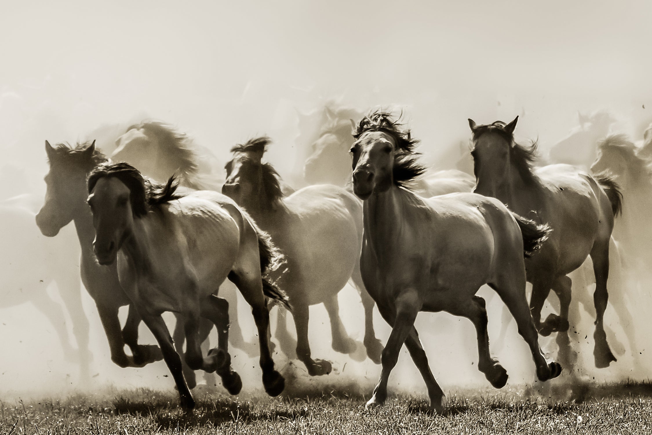 Horse by Heidi on GIANT ART - wildlife horses