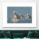 Angels of Camargue by Rostovskiy on GIANT ART - animals horse