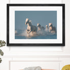 Angels of Camargue by Rostovskiy on GIANT ART - animals horse