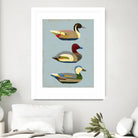 Decoy Ducks I by June Erica Vess on GIANT ART - animals nature birds