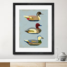Decoy Ducks I by June Erica Vess on GIANT ART - animals nature birds