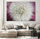 Dandelion on a rose by Nick Jackson on GIANT ART - pink photo art
