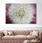 Dandelion on a rose by Nick Jackson on GIANT ART - pink photo art