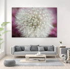 Dandelion on a rose by Nick Jackson on GIANT ART - pink photo art