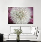 Dandelion on a rose by Nick Jackson on GIANT ART - pink photo art