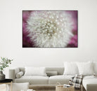 Dandelion on a rose by Nick Jackson on GIANT ART - pink photo art