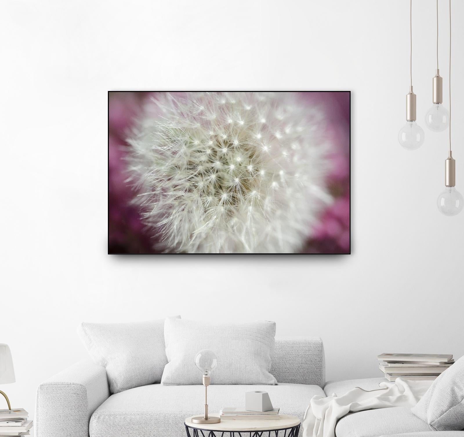 Dandelion on a rose by Nick Jackson on GIANT ART - pink photo art
