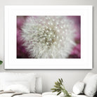 Dandelion on a rose by Nick Jackson on GIANT ART - pink photo art