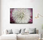 Dandelion on a rose by Nick Jackson on GIANT ART - pink photo art