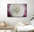 Dandelion on a rose by Nick Jackson on GIANT ART - pink photo art