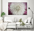 Dandelion on a rose by Nick Jackson on GIANT ART - pink photo art