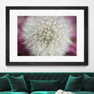 Dandelion on a rose by Nick Jackson on GIANT ART - pink photo art
