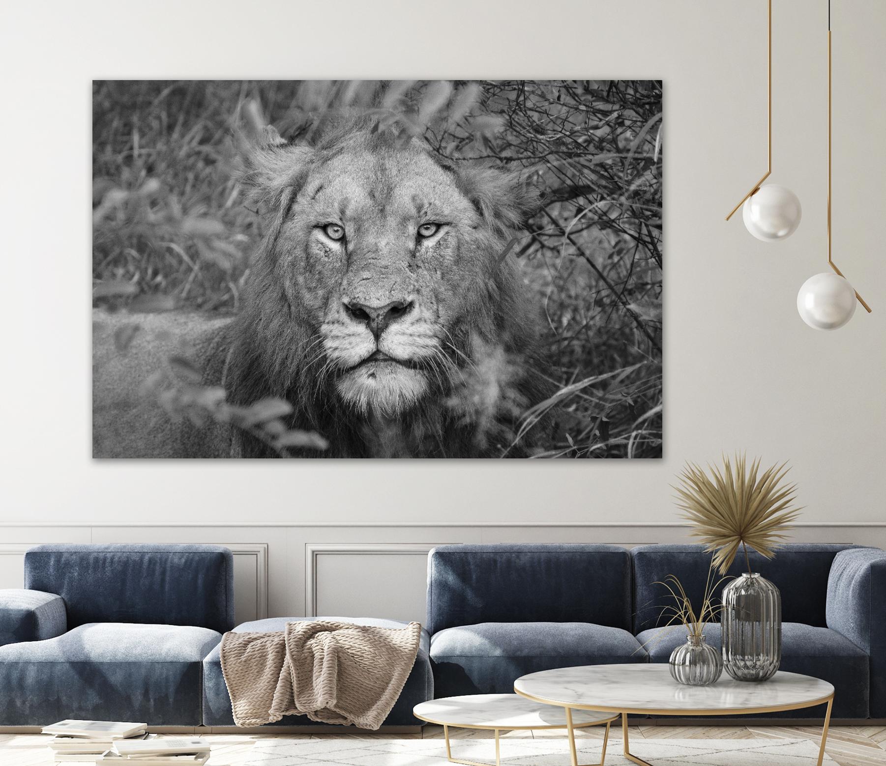 Into the eyes of the lion by Nick Jackson on GIANT ART - white animals