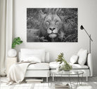 Into the eyes of the lion by Nick Jackson on GIANT ART - white animals
