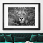 Into the eyes of the lion by Nick Jackson on GIANT ART - white animals