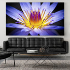 Kew Gardens Waterlily by Nick Jackson on GIANT ART - yellow floral