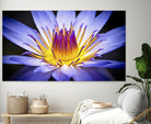 Kew Gardens Waterlily by Nick Jackson on GIANT ART - yellow floral