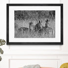 Safety in numbers by Nick Jackson on GIANT ART - white animals